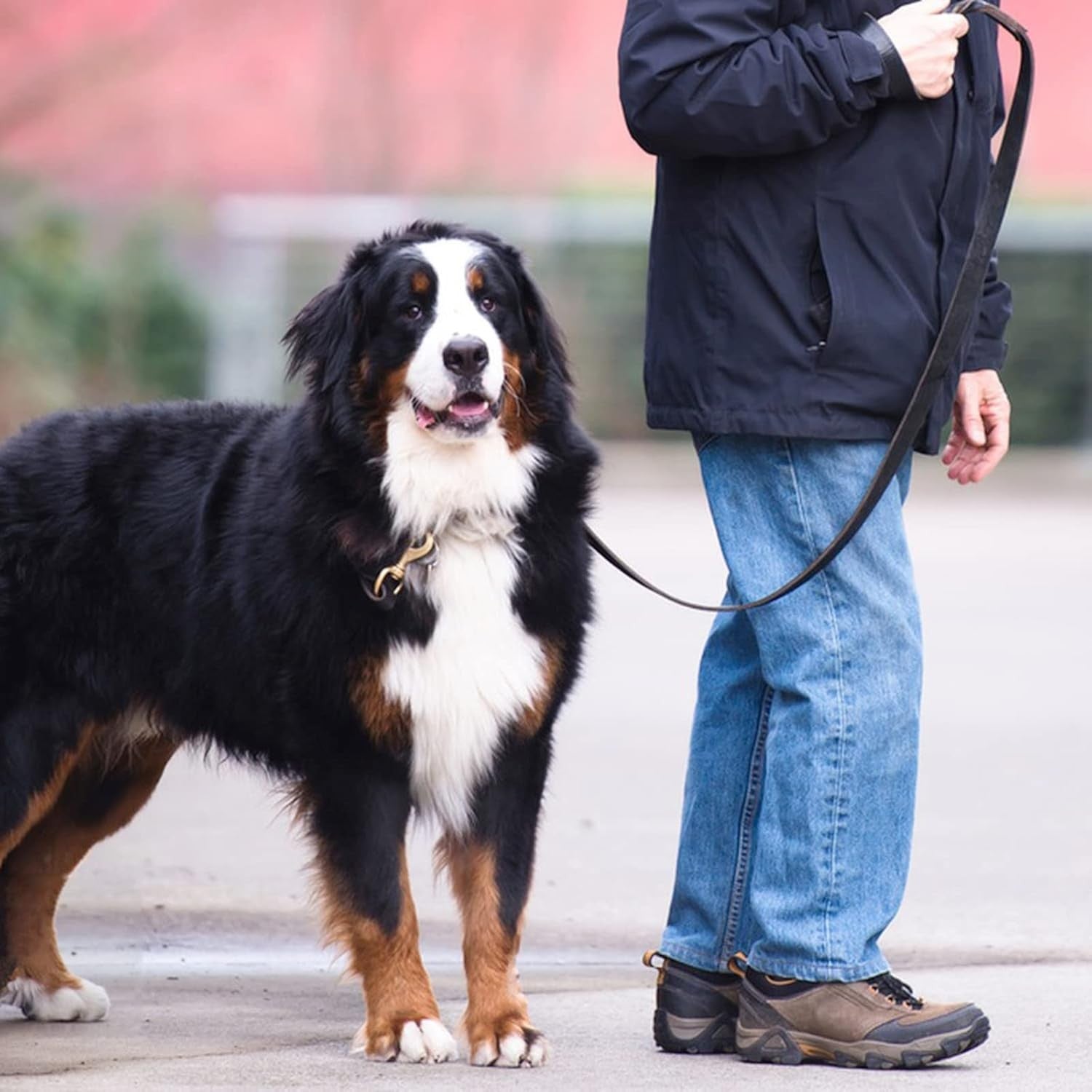 6Ft Brown Leather Dog Leash, 3/4" Braided Heavy Duty, Strong for All Dog Sizes